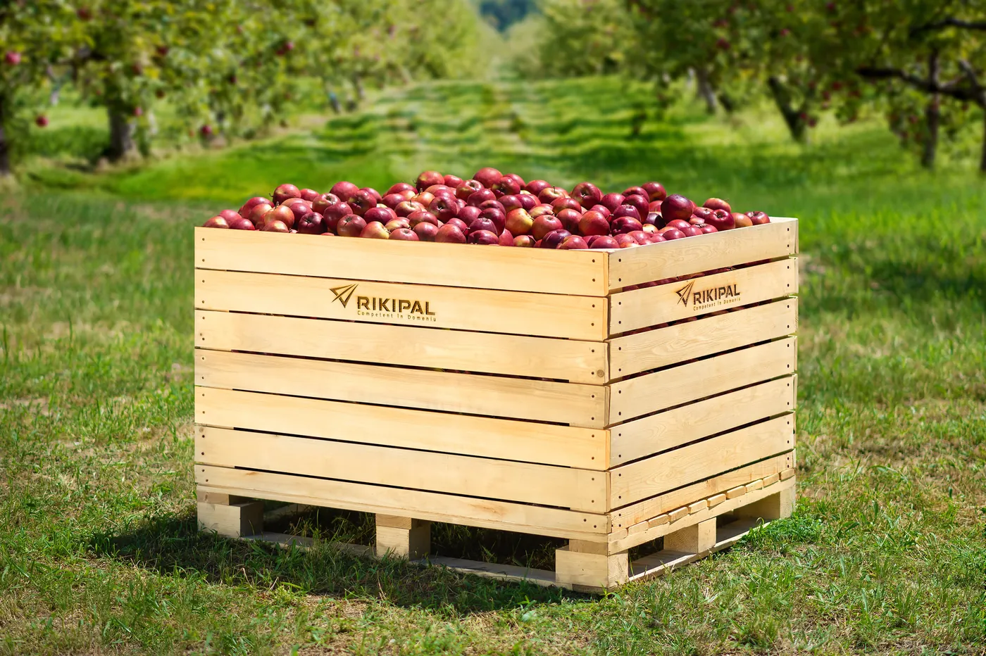 Container din lemn RIKIPAL plin cu mere, în livadă